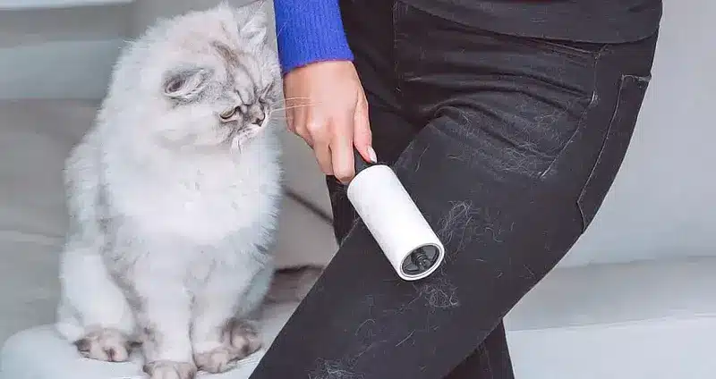 ریزش موی گربه 🐈؛ دلایل ریزش، جلوگیری و روش های درمان