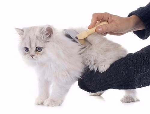 ریزش موی گربه 🐈؛ دلایل ریزش، جلوگیری و روش های درمان 6 ریزش موی گربه 🐈؛ دلایل ریزش، جلوگیری و روش های درمان