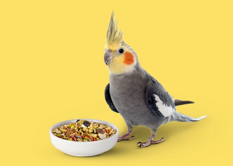 مقوی ترین غذا برای عروس هلندی؛ غذای هر فصل و مخصوص تخم گذاری 1 مقوی ترین غذا برای عروس هلندی؛ غذای هر فصل و مخصوص تخم گذاری
