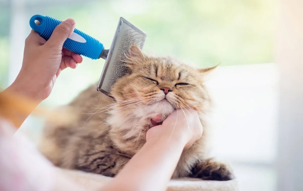 ریزش موی گربه 🐈؛ دلایل ریزش، جلوگیری و روش های درمان