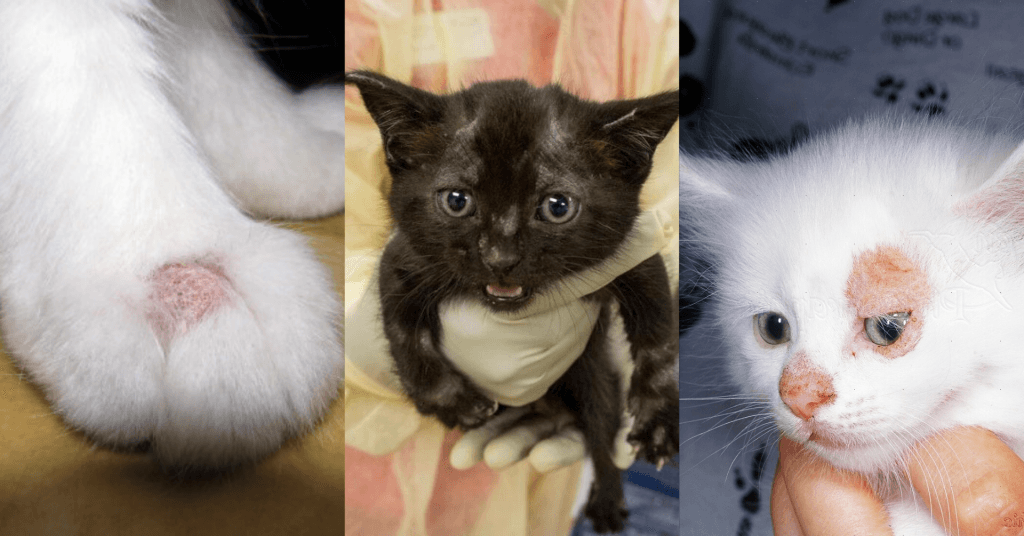 ریزش موی گربه 🐈؛ دلایل ریزش، جلوگیری و روش های درمان