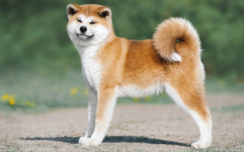 آکیتا اینو (Akita Inu)