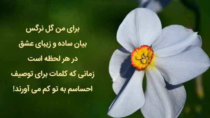 متن در مورد گل نرگس 🌼؛ جملات دلنشین و دلنوشته گل نرگس 2 جملات احساسی درباره گل نرگس