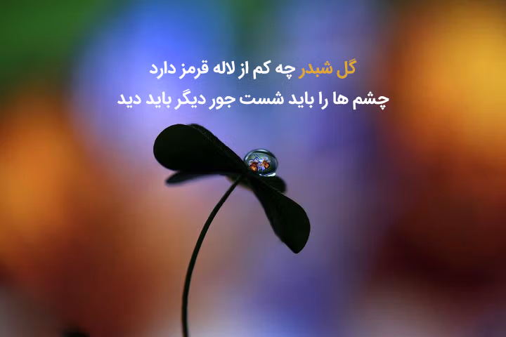 متن در مورد گل لاله؛ جملات احساسی و شعر درباره گل لاله 4 جملات عاشقانه درباره گل لاله