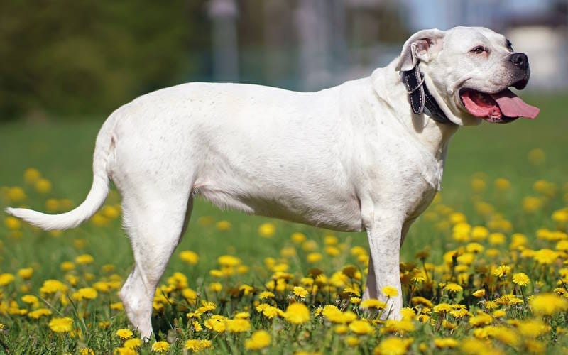 دوگو آرژنتینو (Dogo Argentino)