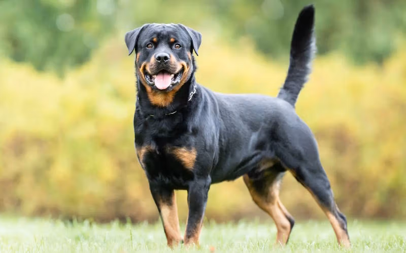 بهترین نژاد های سگ نگهبان (از ژرمن شپرد تا کوموندور و ۱۳ نژاد معروف) 2 روتوایلر (Rottweiler)