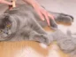 ریزش موی گربه 🐈؛ دلایل ریزش، جلوگیری و روش های درمان ریزش موی گربه