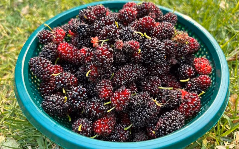 طرز تهیه انواع سرکه از میوه های مختلف؛ نکات مهم و مواد لازم 8 سرکه توت