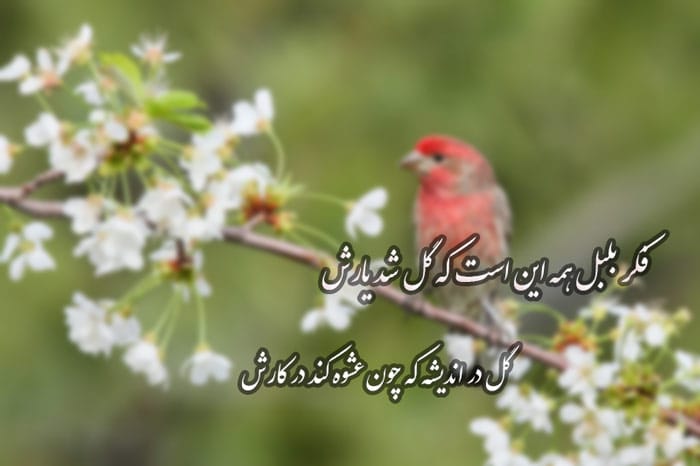 شعر کوتاه در مورد گل 🌷 (اشعار احساسی گل های رنگارنگ) 2 شعرهای کوتاه زیبا درباره گل