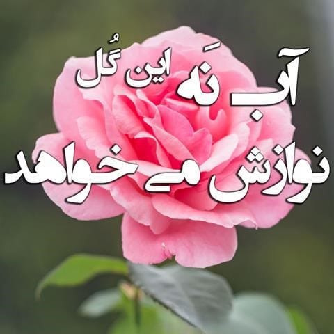 عکس نوشته گل و آرامش
