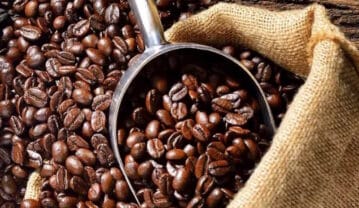 قهوه جامائیکا چیست؟ انواع و نحوه دم آوری (مقایسه طعم و عطر) قهوه جامائیکا