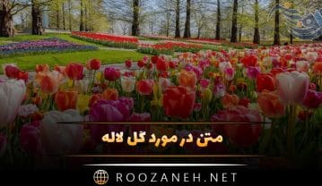 متن در مورد گل لاله