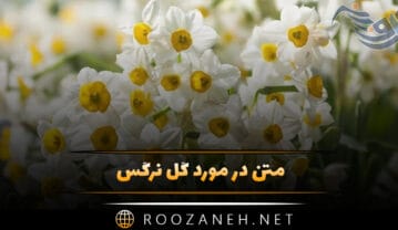 متن در مورد گل نرگس 🌼؛ جملات دلنشین و دلنوشته گل نرگس متن در مورد گل نرگس