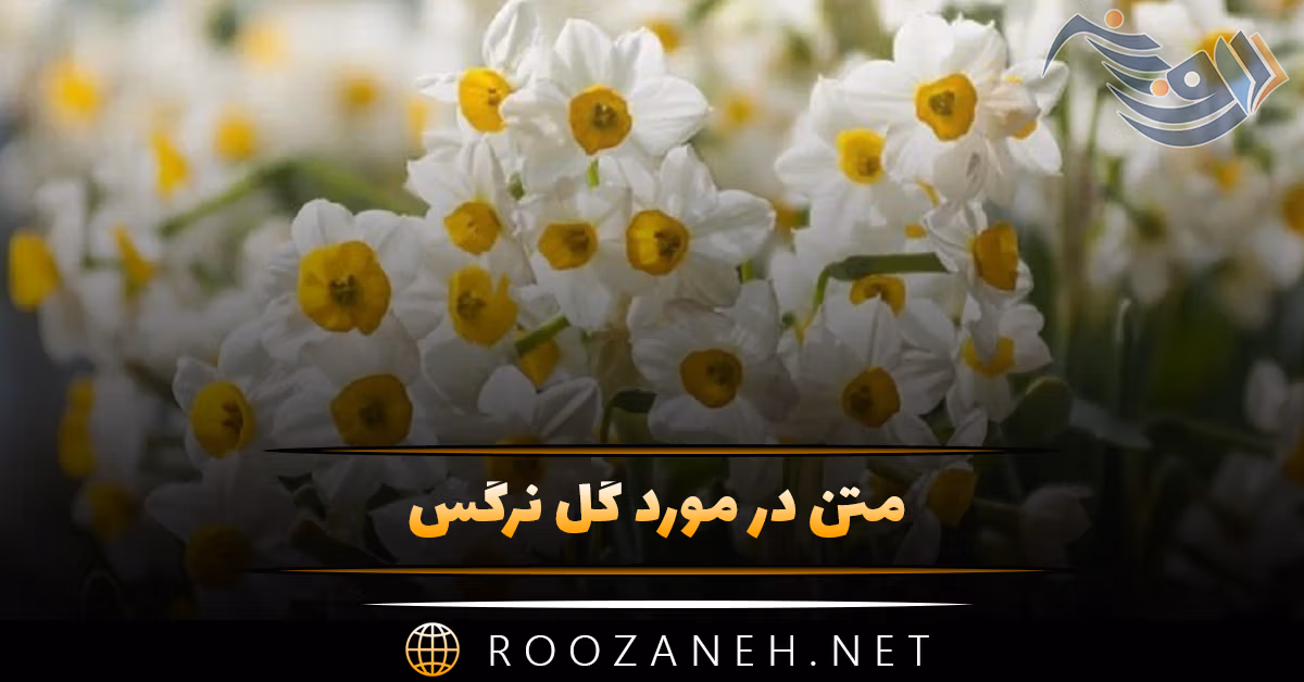 متن در مورد گل نرگس 🌼؛ جملات دلنشین و دلنوشته گل نرگس 1 متن در مورد گل نرگس 🌼؛ جملات دلنشین و دلنوشته گل نرگس