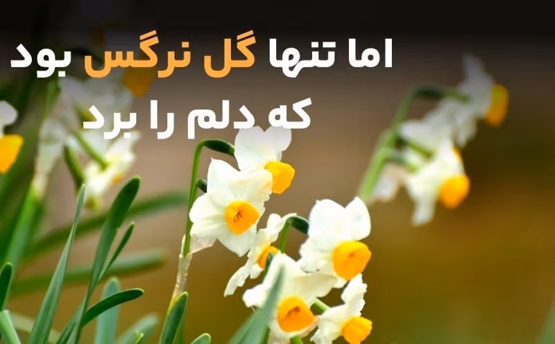 متن در مورد گل نرگس 🌼؛ جملات دلنشین و دلنوشته گل نرگس 3 متن های ادبی درباره گل نرگس