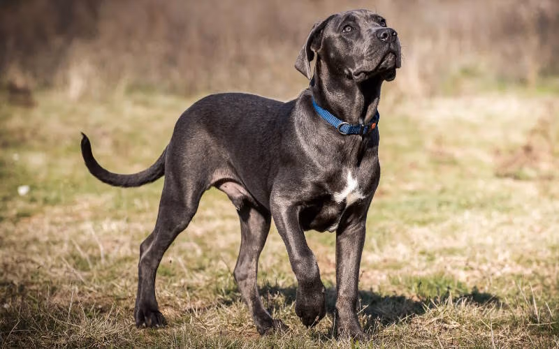 بهترین نژاد های سگ نگهبان (از ژرمن شپرد تا کوموندور و ۱۳ نژاد معروف) 3 کنه کرسو (Cane Corso)