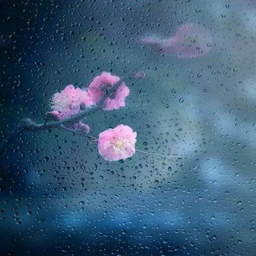 عکس نوشته غمگین باران به همراه متن و شعرهای بسیار سوزناک 13 عکس نوشته غمگین باران
