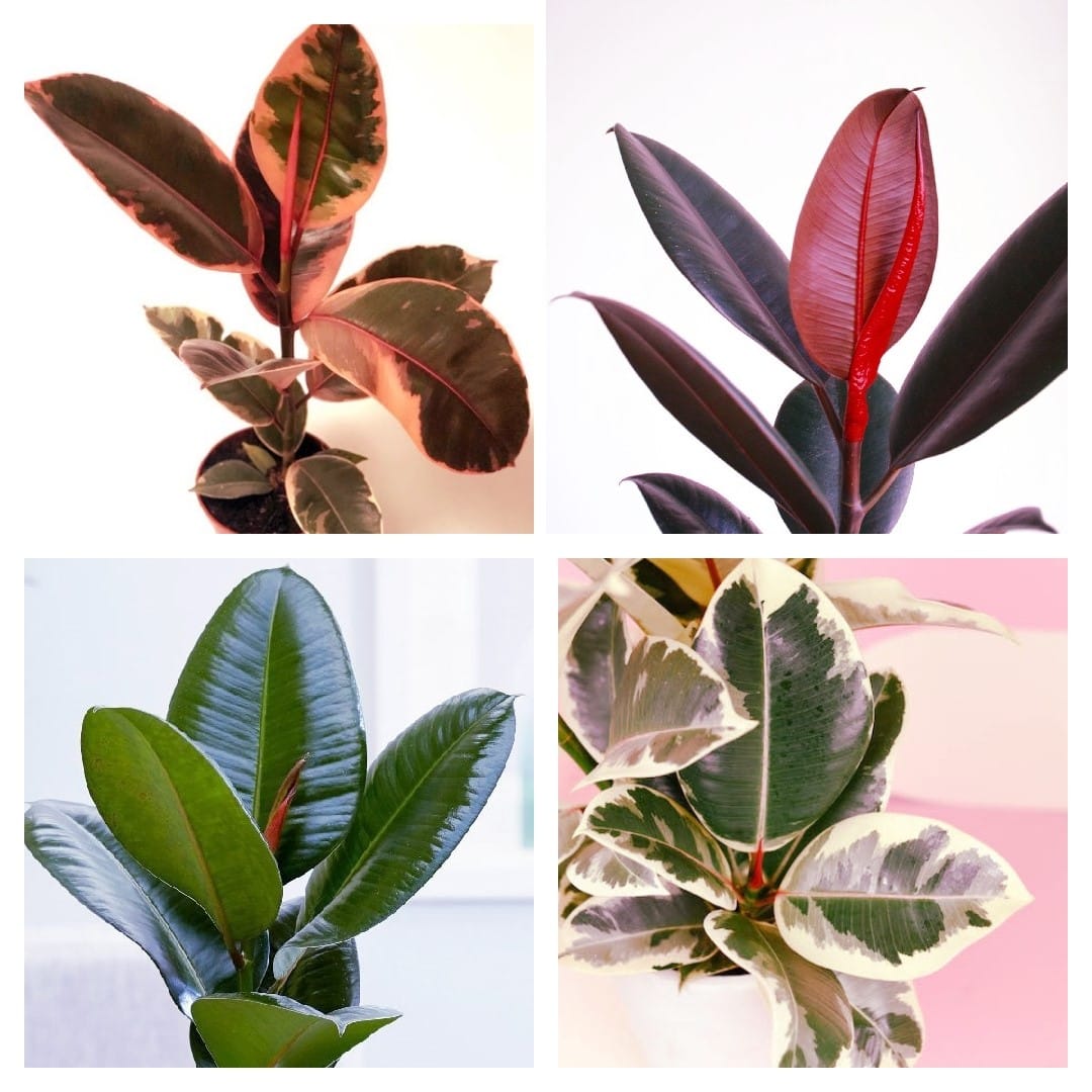 شرایط نگهداری گل فیکوس + ۷ نکته ضروری برای رشد بهتر گیاه 1 شرایط نگهداری گل فیکوس + ۷ نکته ضروری برای رشد بهتر گیاه