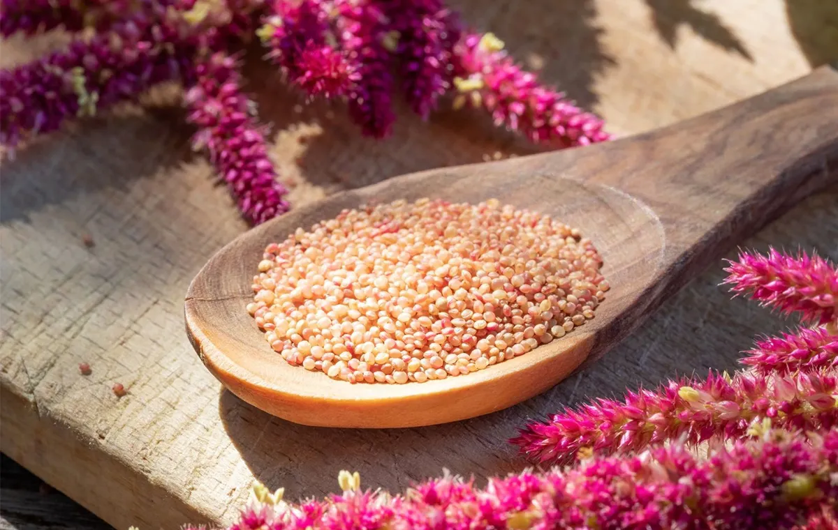همه چیز درباره دانه آمارانت؛ خواص و فواید، تفاوت با کینوا و نحوه استفاده