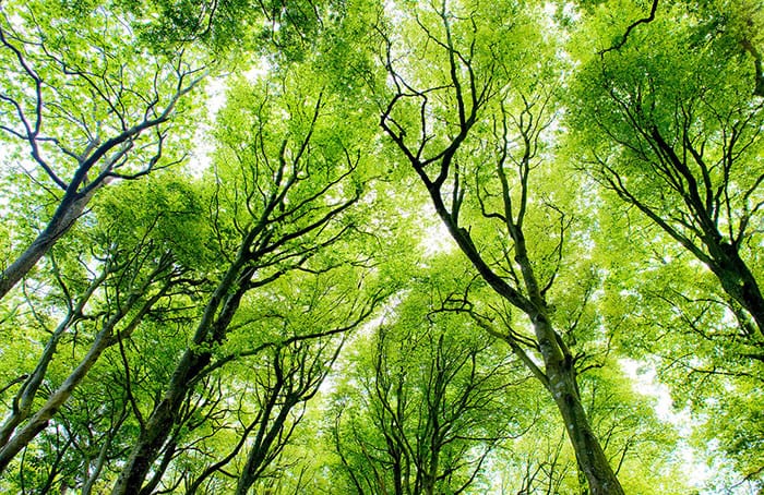 تعبیر خواب برگ 🍃؛ تعابیر خواب برگ با رنگ های مختلف، برگ خشک و ...