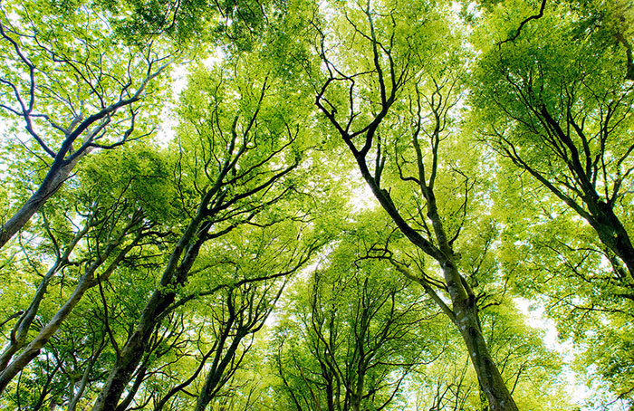 تعبیر خواب برگ 🍃؛ تعابیر خواب برگ با رنگ های مختلف، برگ خشک و ... 1 تعبیر خواب برگ 🍃؛ تعابیر خواب برگ با رنگ های مختلف، برگ خشک و ...