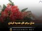 متن برای گل هدیه گرفتن (جملات ادبی احساسی حسِ خوب گل هدیه گرفتن) متن برای گل هدیه گرفتن