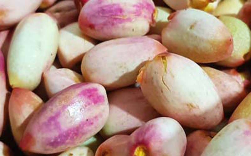 راهنمای انتخاب و خرید پسته؛ انواع پسته و بررسی کیفیت و تازگی 3 پسته خنجری