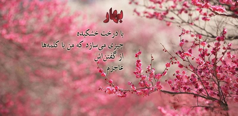 عکس نوشته درباره شکوفه های گیلاس