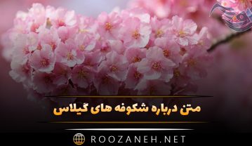 متن درباره شکوفه های گیلاس؛ جملات احساسی و عاشقانه زیبا متن درباره شکوفه های گیلاس