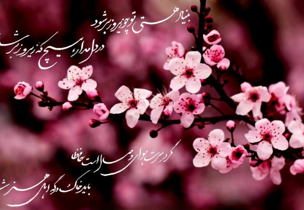 متن درباره شکوفه های گیلاس