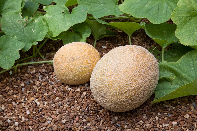 خواص طالبی 🍈؛ گنجینۀ تابستانی از خواص بین‌نظیر برای سلامت بدن