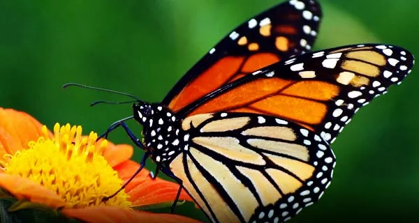 قصهٔ پروانه‌ای که از خواب بیدار شد