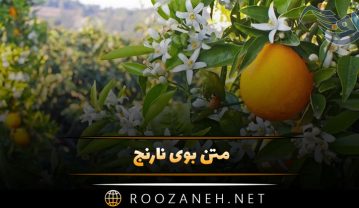 متن بوی نارنج (شعر و متن درباره بوی بهار نارنج) متن بوی نارنج