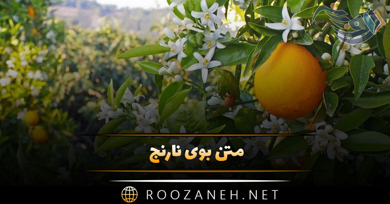 متن بوی نارنج (شعر و متن درباره بوی بهار نارنج) 1 متن بوی نارنج (شعر و متن درباره بوی بهار نارنج)