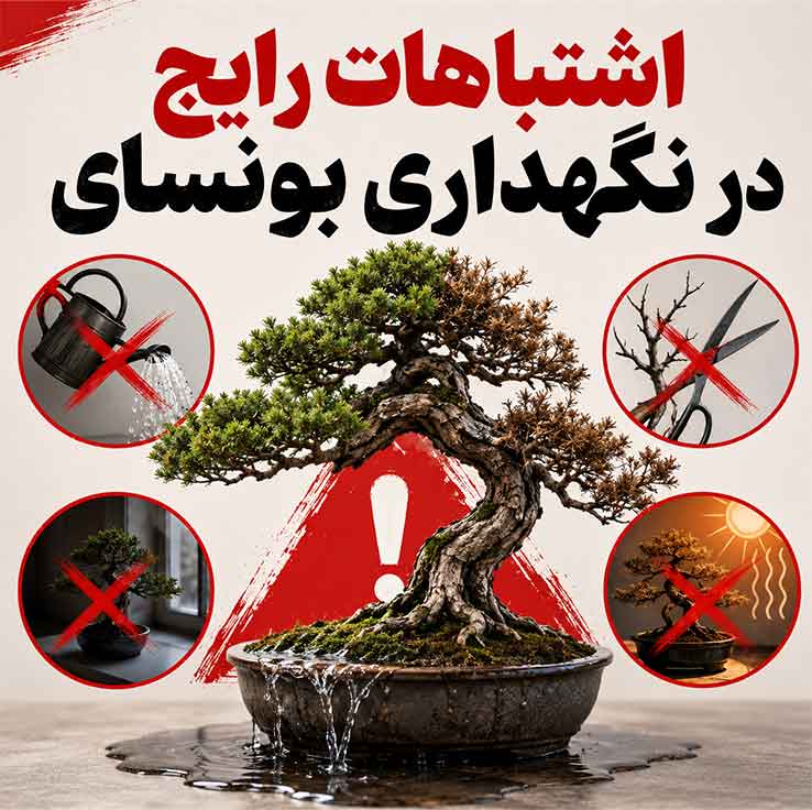 اشتباهات رایج در نگهداری بونسای