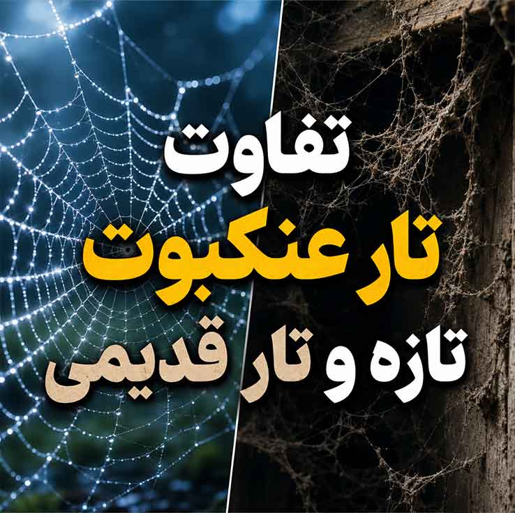 تفاوت تار عنکبوت تازه و تار قدیمی