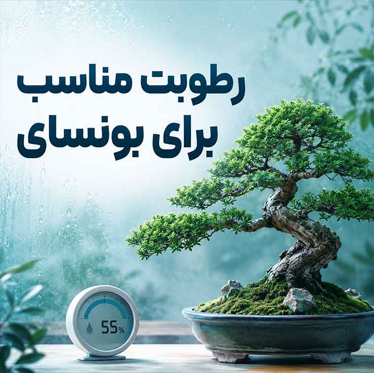 رطوبت مناسب برای بونسای