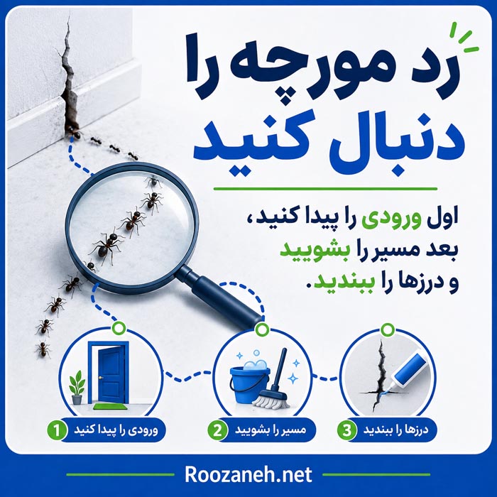 از بین بردن مورچه در آشپزخانه با حذف غذا و پاک کردن مسیر رفت و آمد