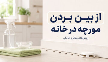 از بین بردن مورچه در خانه؛ روش اصولی نابودی لانه و جلوگیری از بازگشت از بین بردن مورچه