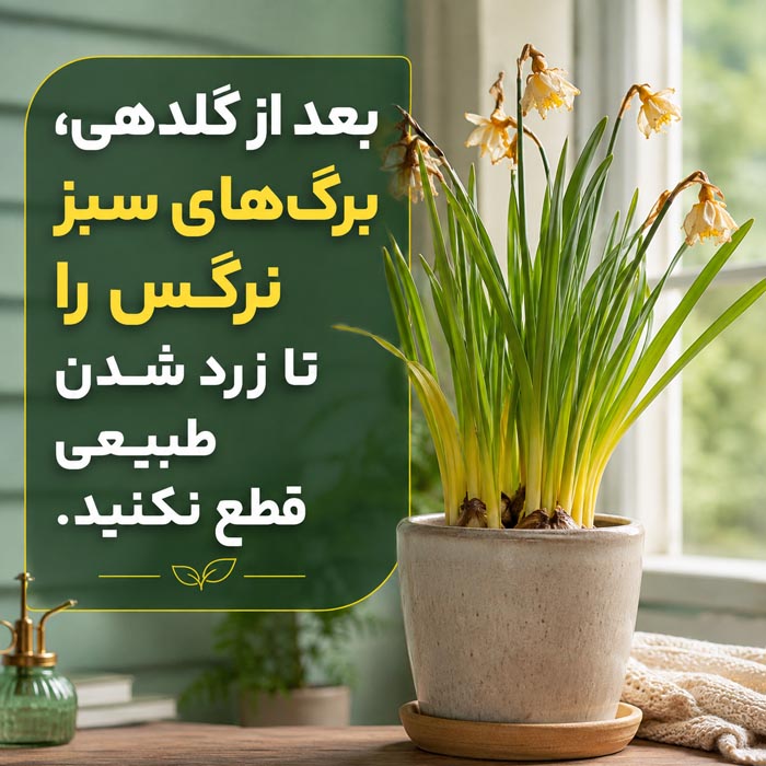 پرورش گل نرگس در خانه؛ آموزش کاشت، نگهداری و گلدهی 2 پرورش گل نرگس در خانه و گلدان