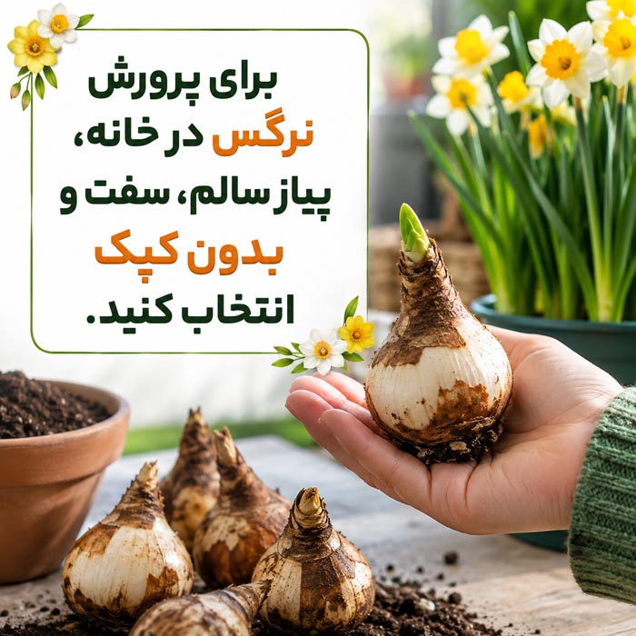 پرورش گل نرگس در خانه؛ آموزش کاشت، نگهداری و گلدهی 3 آموزش کاشت پیاز گل نرگس در گلدان