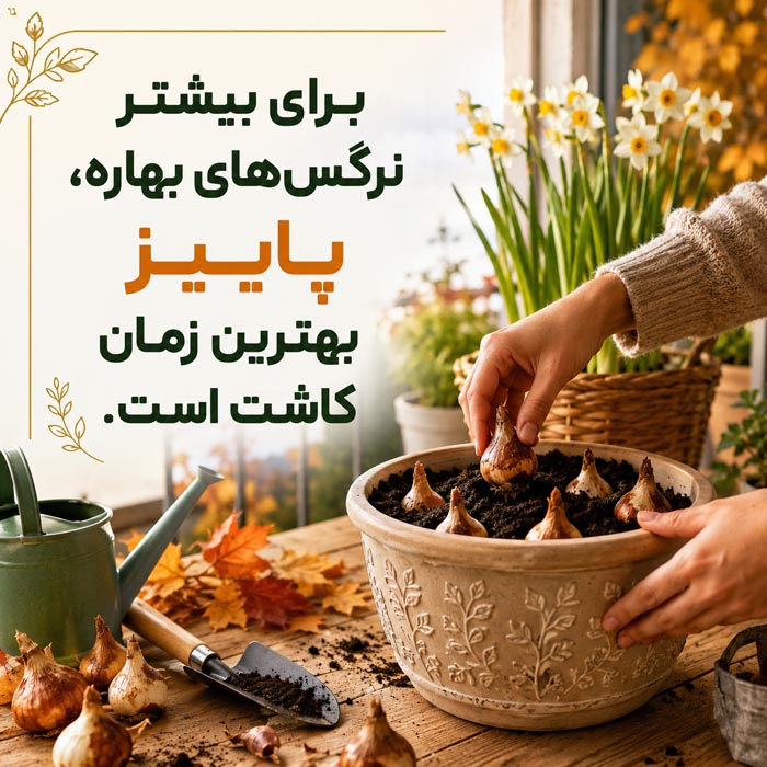 پرورش گل نرگس در خانه؛ آموزش کاشت، نگهداری و گلدهی 4 نور و آبیاری مناسب گل نرگس