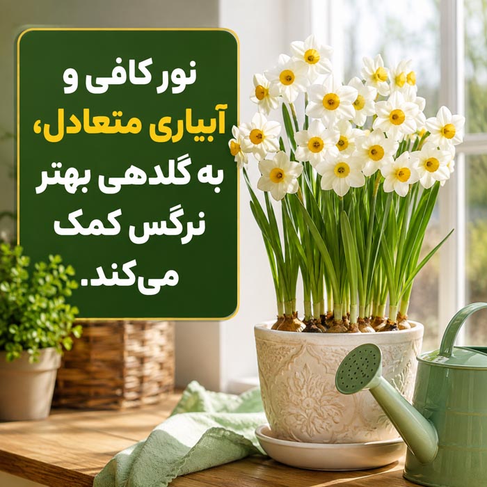 پرورش گل نرگس در خانه؛ آموزش کاشت، نگهداری و گلدهی 5 فورس کردن گل نرگس برای گلدهی در خانه