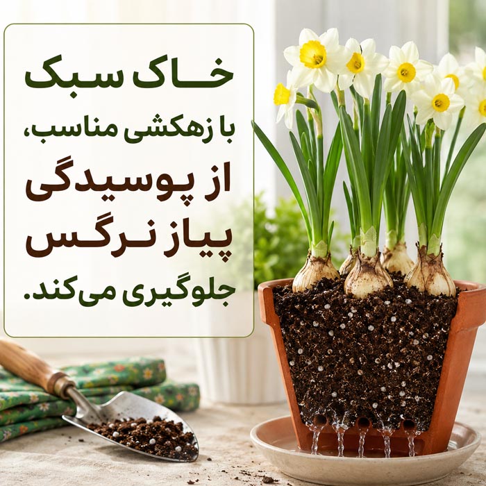 پرورش گل نرگس در خانه؛ آموزش کاشت، نگهداری و گلدهی 6 مراقبت از گل نرگس بعد از گلدهی