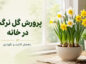 پرورش گل نرگس در خانه؛ آموزش کاشت، نگهداری و گلدهی پرورش گل نرگس