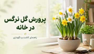 ناس چیست؟ عوارض ناس برای دهان، قلب و بدن + روش ترک ناس چیست