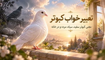 تعبیر خواب کبوتر؛ معنی دیدن کبوتر سفید، سیاه، مرده، در خانه و حالتهای مختلف تعبیر خواب کبوتر