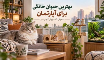 بهترین حیوان خانگی برای آپارتمان؛ معرفی ۱۵ حیوان کمدردسر حیوان خانگی برای آپارتمان