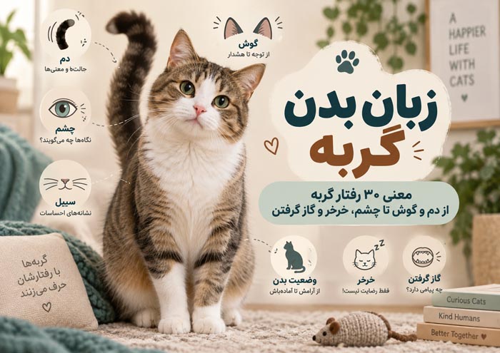 زبان بدن گربه؛ معنی ۳۰ رفتار گربه از دم و گوش تا چشم، خرخر و گاز گرفتن 1 زبان بدن گربه؛ معنی ۳۰ رفتار گربه از دم و گوش تا چشم، خرخر و گاز گرفتن