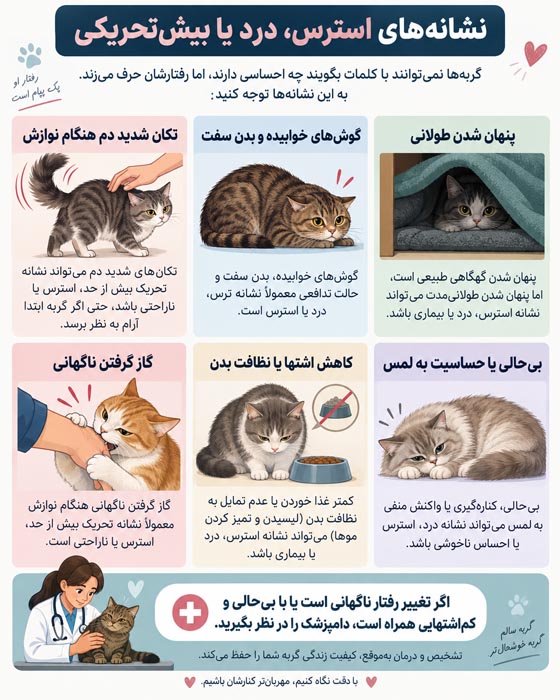 زبان بدن گربه؛ معنی ۳۰ رفتار گربه از دم و گوش تا چشم، خرخر و گاز گرفتن 5 زبان بدن گربه؛ معنی ۳۰ رفتار گربه از دم و گوش تا چشم، خرخر و گاز گرفتن